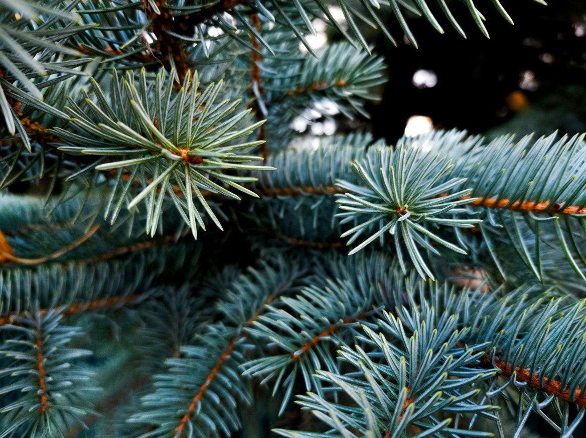 Discover tips for picking the best artificial Christmas tree to create magical family moments this holiday season.
